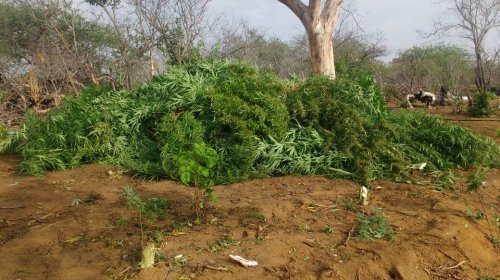 [Polícia apreende 20 mil pés de maconha em Jacobina]