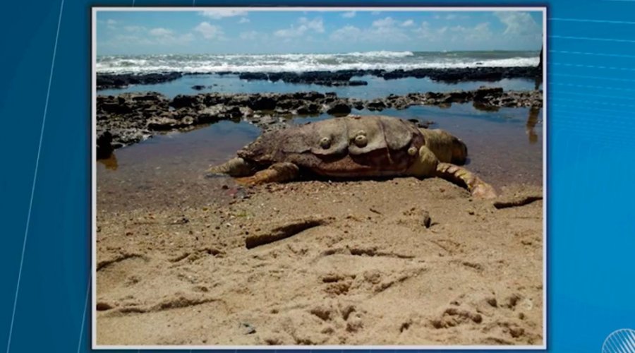 [Tartaruga de 200 kg  é encontrada morta em praia do Conde]