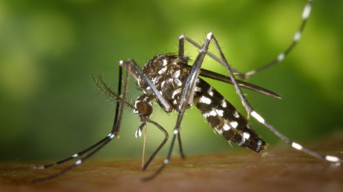 [Atenção! Salvador inicia plano de combate ao mosquito Aedes aegypti no verão]