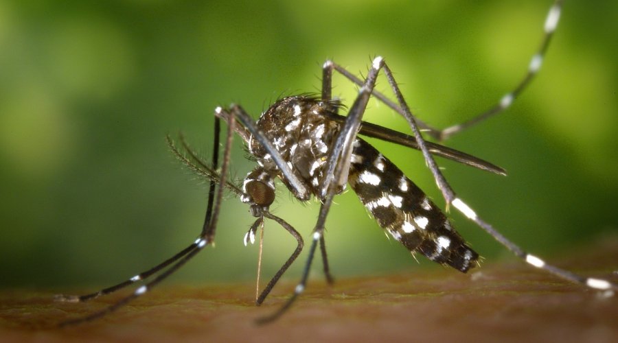 [Atenção! Salvador inicia plano de combate ao mosquito Aedes aegypti no verão]