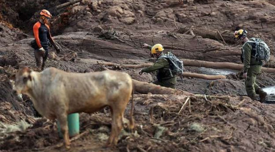 [Triste: Animais presos no barro de Brumadinho são sacrificados a tiros]