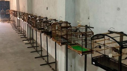 [Mais de 20 pessoas são presas com animais silvestres em Itapuã]