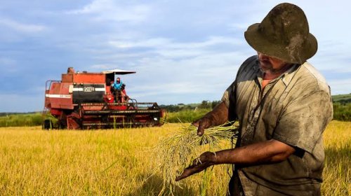 [Sem terra colhem 16 mil toneladas de arroz orgânico]