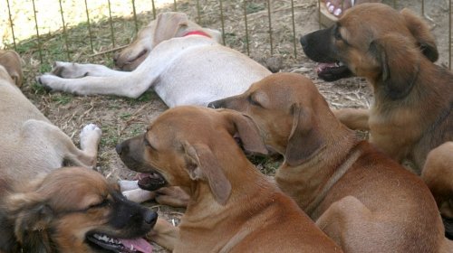 [Jardim de Alah terá feira de adoção de animais neste sábado (30)]