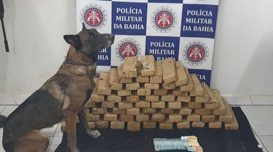 [52kg de maconha são encontrados em Porto Seguro]