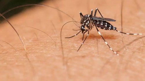 [35 municípios baianos são atingidos por epidemia da dengue em 2019]