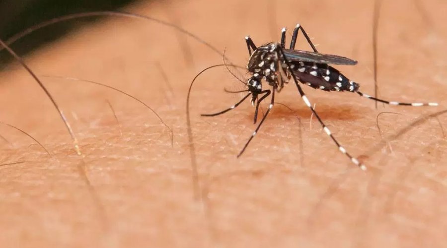 [35 municípios baianos são atingidos por epidemia da dengue em 2019]
