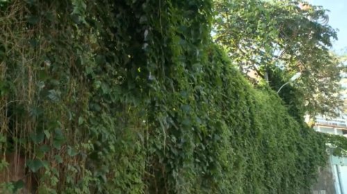 [ATENÇÃO: FIOS DE ELETRECIDADE COBERTO POR PLANTAS  ]