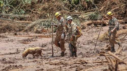 [Brumadinho: cães e gatos resgatados da lama irão a feira de adoção]