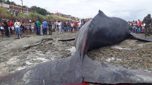 [Baleia encalha em Salvador]