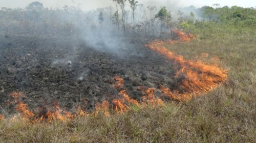 [Rede criminosa está ligada aos incêndios na Amazônia, diz ONG]