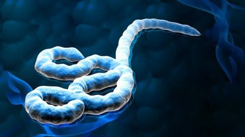 [Vírus ebola é importado por laboratório em Tóquio para pesquisa]