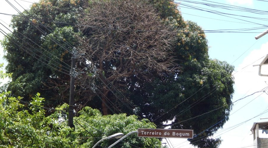 [Árvore causa pânico aos moradores do Engenho velho da Federação ]