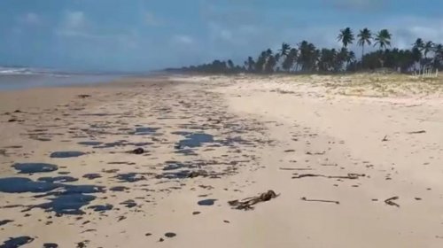 [Projeto Tamar passa a não liberar tartarugas ao mar devido manchas de óleo]
