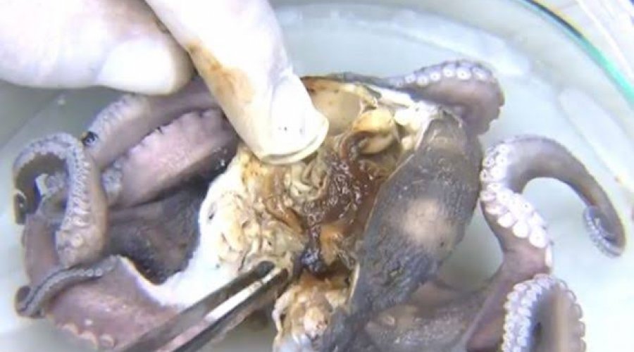 [Pesquisadores da Ufba encontram óleo em aparelhos digestivos e respiratórios de peixes e mariscos]