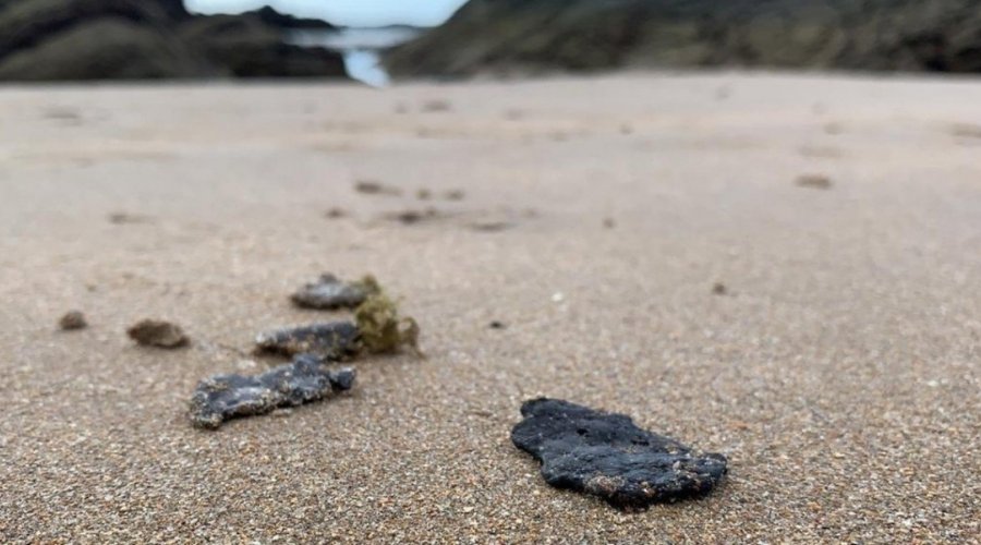 [UFBA: número de animais vivos no litoral norte da Bahia reduziu em 65%]