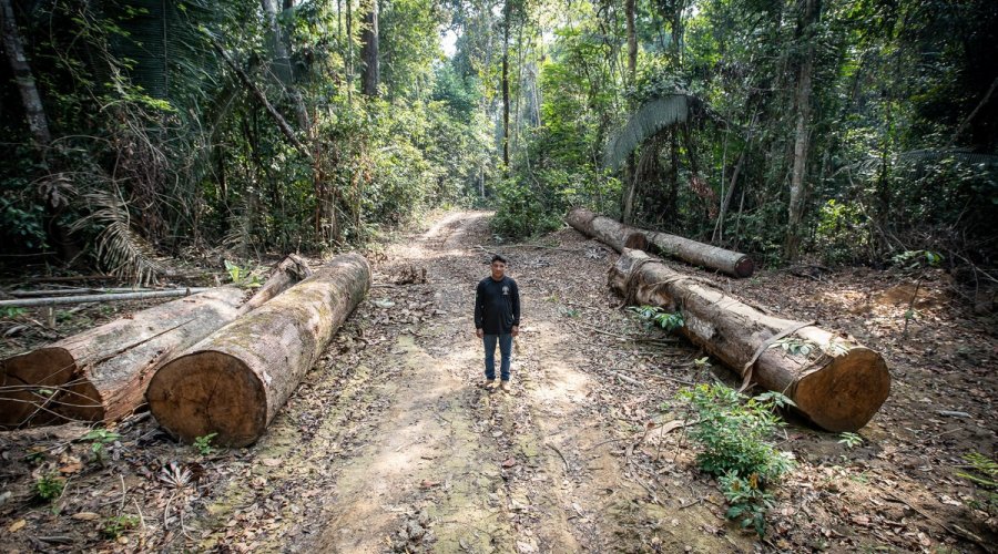 [Terras indígenas têm alta de 74% no desmatamento de 2018 para 2019]