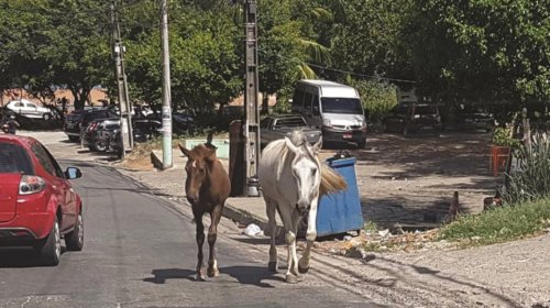 [SMS contrata empresa para recolher animais de grande porte das ruas de Salvador]