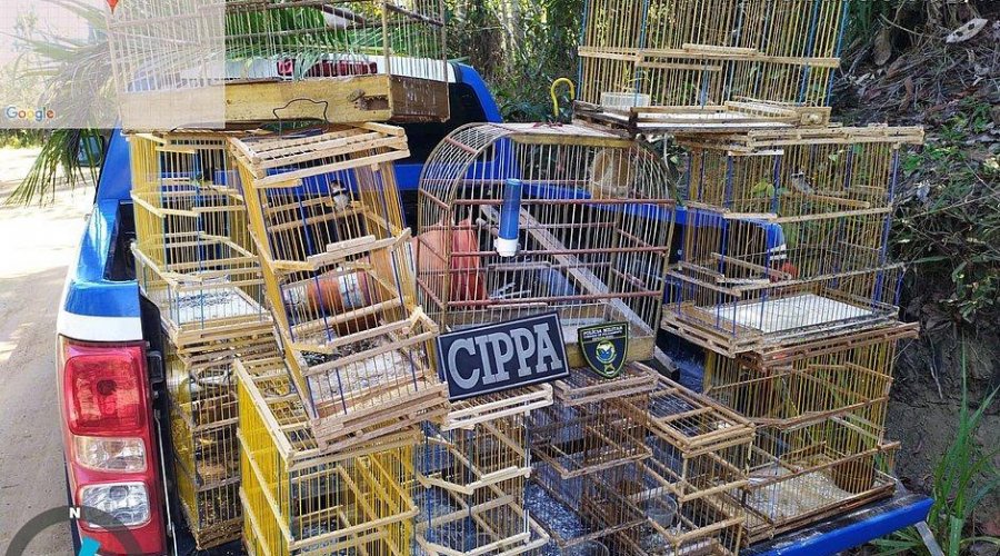 [Pássaros são resgatados e devolvidos à natureza no Sul da Bahia]