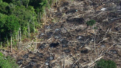 [Desde que Bolsonaro assumiu o governo, o desmatamento na Amazônia disparou, aponta coluna]