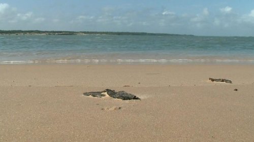 [Fragmentos de óleo ainda são encontrados em 433 localidades do Nordeste, RJ e ES]