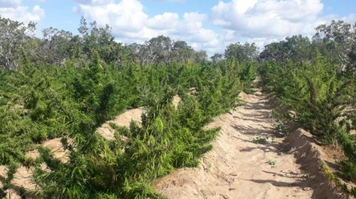[Após grandes apreensões da SSP, Salvador passa por ‘seca de maconha’]