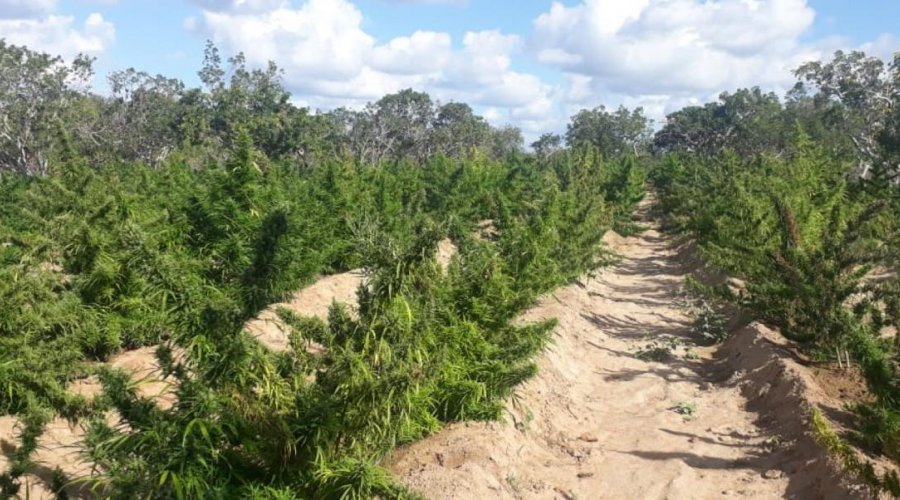 [Após grandes apreensões da SSP, Salvador passa por ‘seca de maconha’]