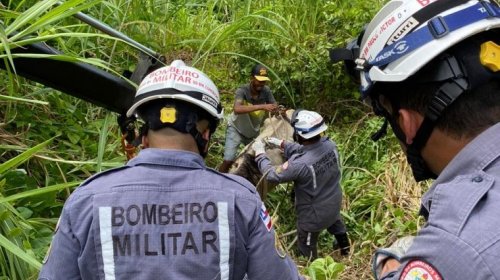 [Cavalo é resgatado por bombeiros militares após cair de ribanceira em Pernambués]