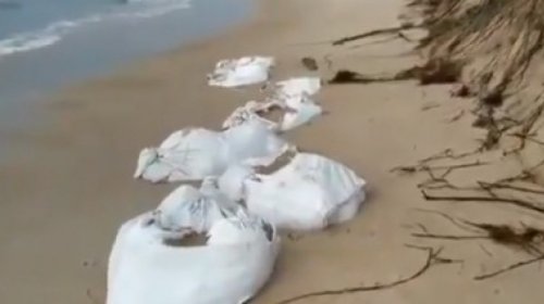 [Óleo recolhido por voluntários em Itacimirim ainda aguarda remoção por órgãos responsáveis]