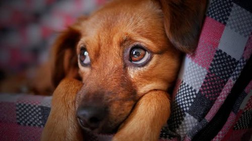 [Pets não transmitem coronavírus, garante Conselho de Medicina Veterinária]