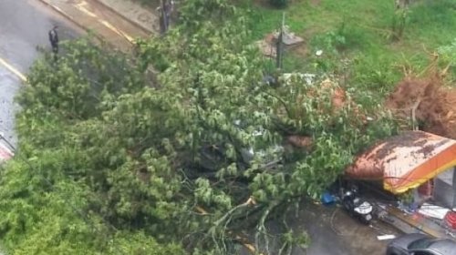 [Árvore cai, desmonta fiação e destrói barraca no bairro da Pitu]