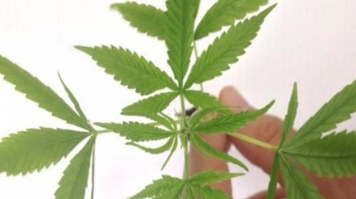 [Estudo em ratos indica que derivado da maconha é eficiente contra covid-19]