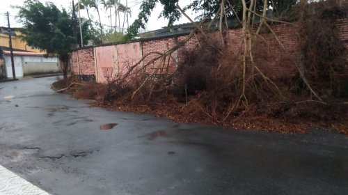 [Árvore cai em muro de escola em Plataforma e moradores pedem uma solução]