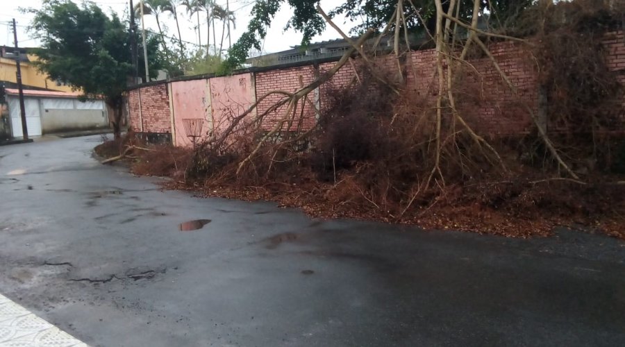 [Árvore cai em muro de escola em Plataforma e moradores pedem uma solução]
