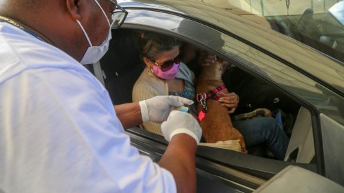 [Última semana do drive thru da vacinação antirrábica em Salvador]