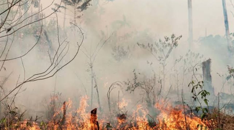 [Queimadas no Amazonas em 2020 atingem recorde histórico]