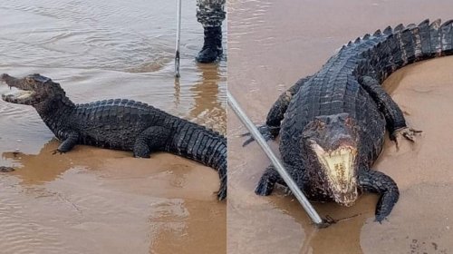 [Jacaré com mais de 2 metros é encontrado na praia de Jaguaribe]
