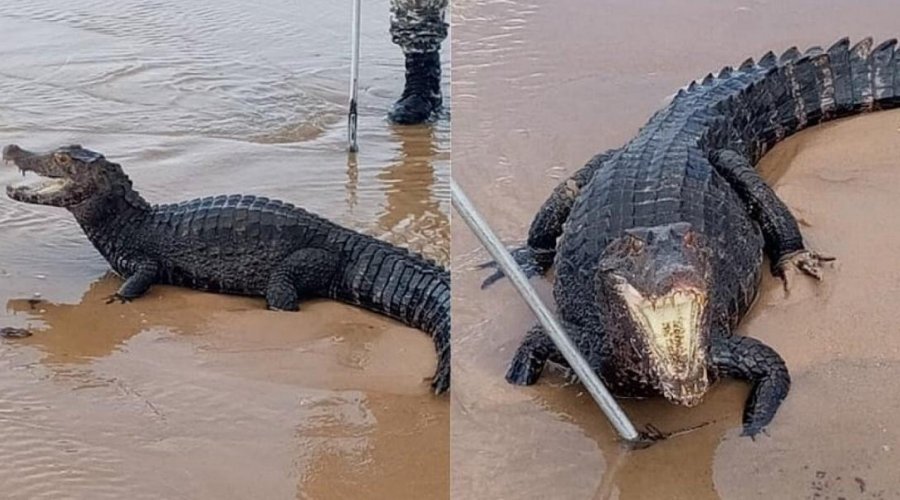 [Jacaré com mais de 2 metros é encontrado na praia de Jaguaribe]