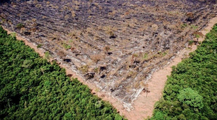 [Desmatamento na Amazônia aumenta 9,5% e atinge recorde de 12 anos]