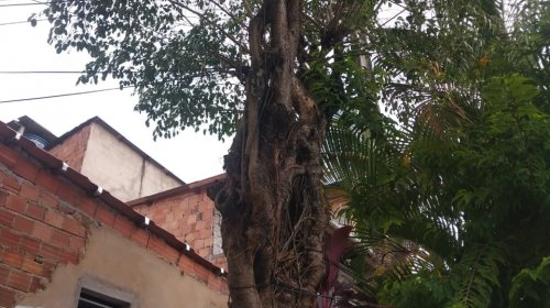 [Denúncia: moradores de Pernambués solicitam remoção de árvore que está danificando imóvel]