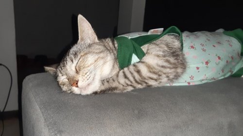 [Veja como solicitar castração gratuita de cães e gatos em Salvador; confira postos]