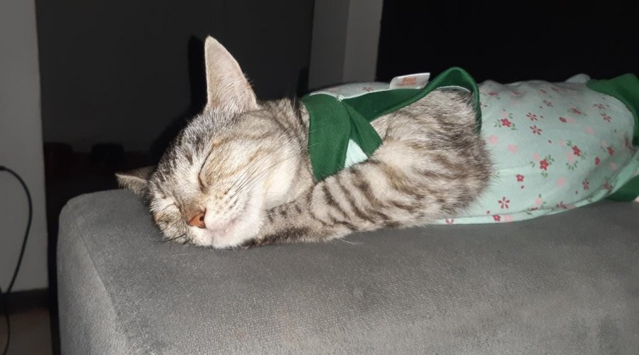 [Veja como solicitar castração gratuita de cães e gatos em Salvador; confira postos]