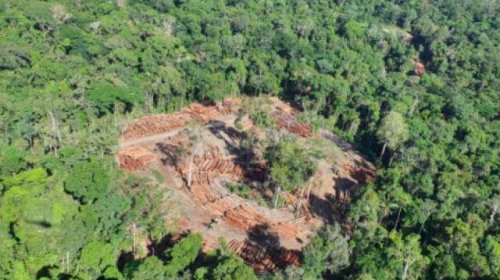 [Amazônia tem área de madeira explorada do tamanho de três cidades de São Paulo]