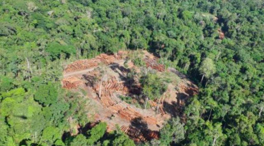 [Amazônia tem área de madeira explorada do tamanho de três cidades de São Paulo]