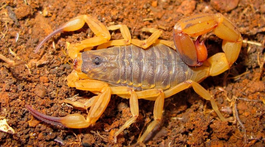 [Chegada do verão acende alerta para ataque de escorpião]