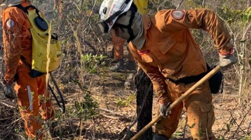 [Operação Florestal na Bahia acontece em 16 cidades nesta sexta-feira]