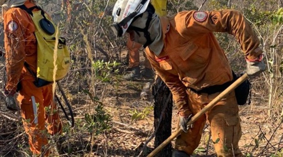 [Operação Florestal na Bahia acontece em 16 cidades nesta sexta-feira]