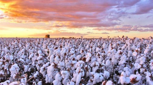 [Guerra na Ucrânia eleva tensão em produtores do agro no Oeste baiano]