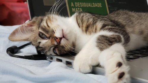 [Campanha incentiva doação de sangue para animais em Salvador]