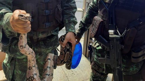 [Moradores denunciam invasão de cobras em condomínio vindas do antigo Centro de Convenções]